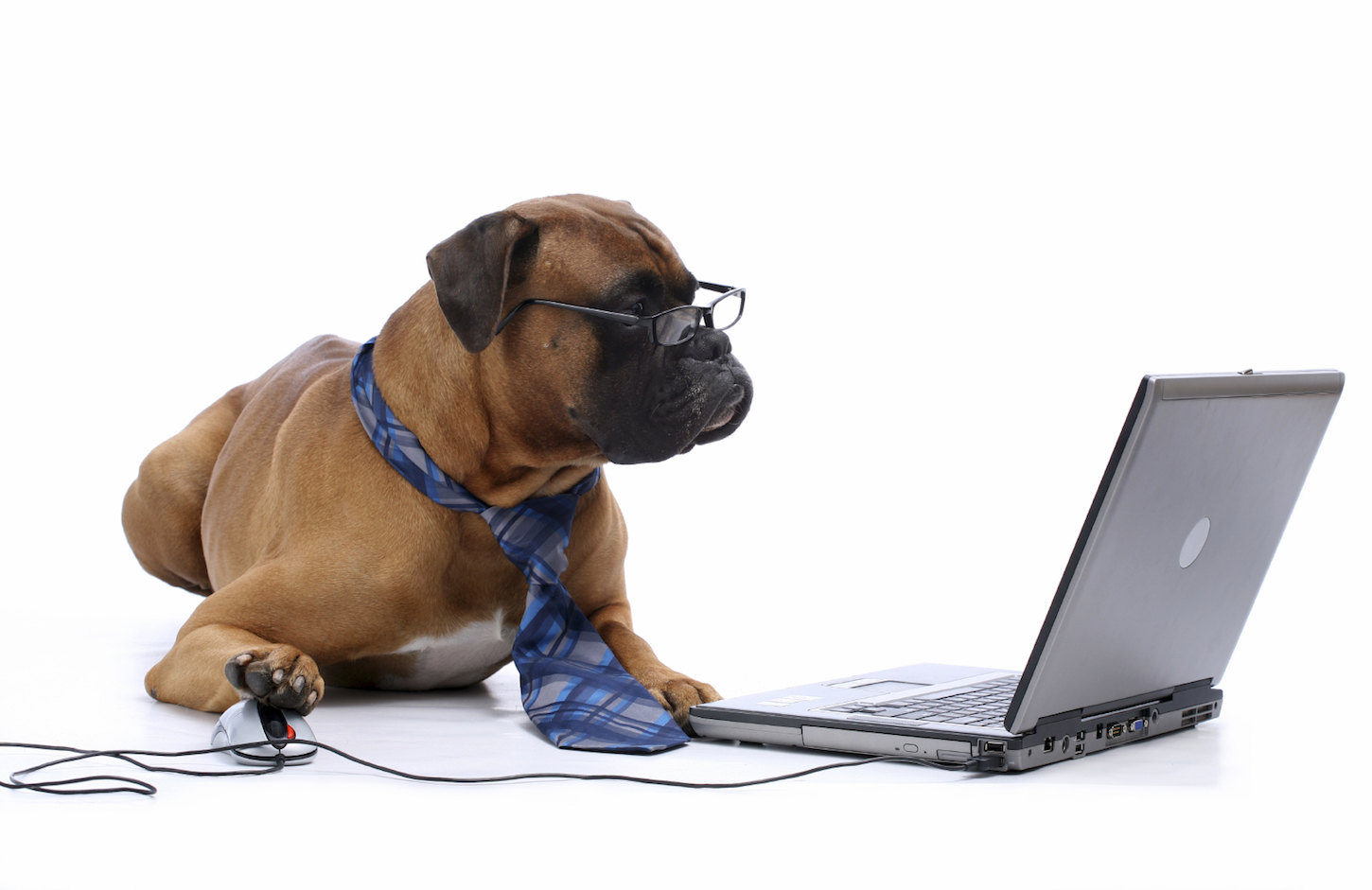 dog-at-computer.jpg