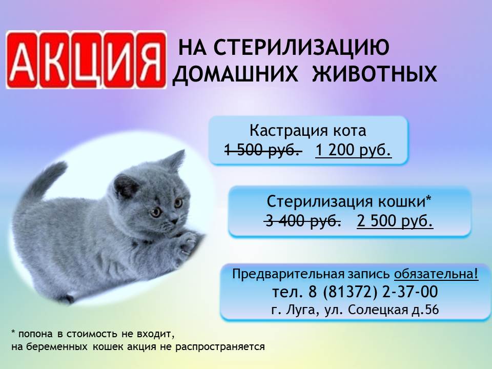 Акция на стерилизацию последняя